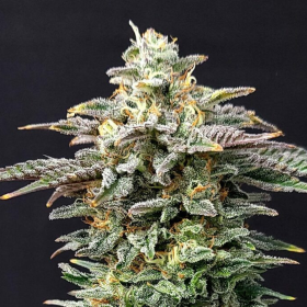 Cherry Dream - KANNABIA SEED