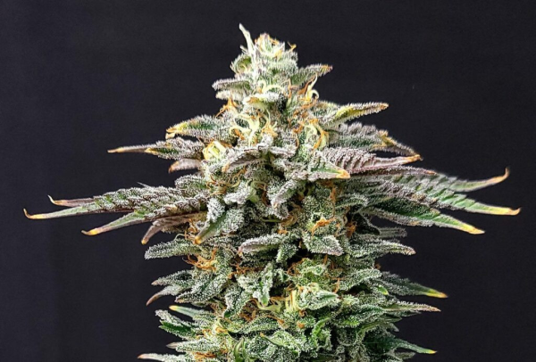 Cherry Dream - KANNABIA SEED