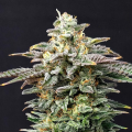 Cherry Dream - KANNABIA SEED
