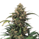 Strawberry Cough - DUTCH PASSION | TanieSianie.pl