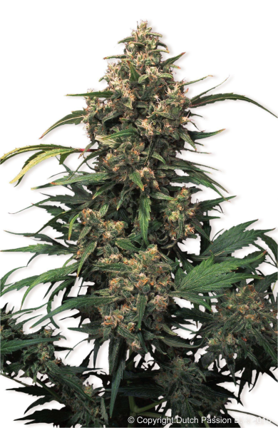 Strawberry Cough - DUTCH PASSION | TanieSianie.pl