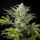 Clementine Slush - KANNABIA SEED