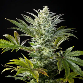 Clementine Slush - KANNABIA SEED