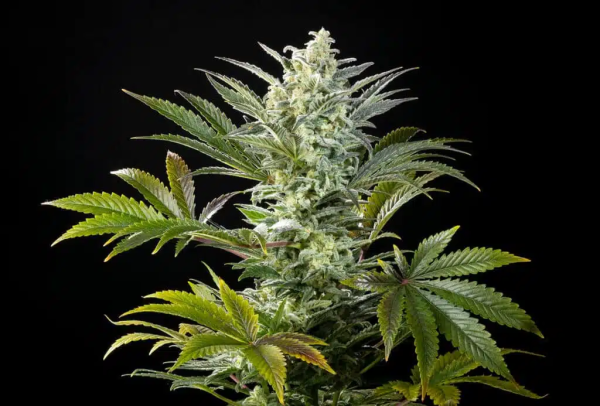 Clementine Slush - KANNABIA SEED