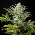 Clementine Slush - KANNABIA SEED