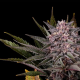 Pink Gelato - KANNABIA SEED