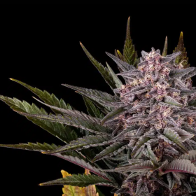Pink Gelato - KANNABIA SEED
