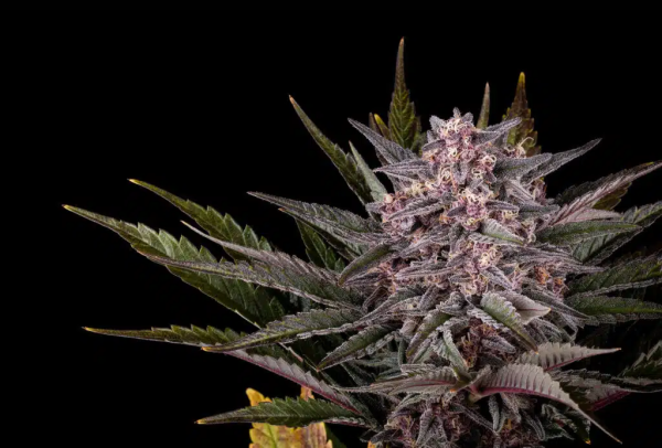Pink Gelato - KANNABIA SEED