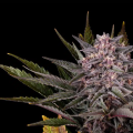 Pink Gelato - KANNABIA SEED