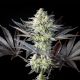 Zoap Rosé - KANNABIA SEED