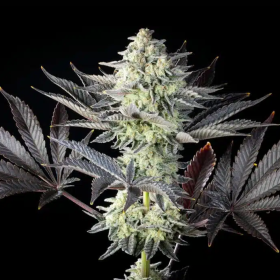 Zoap Rosé - KANNABIA SEED