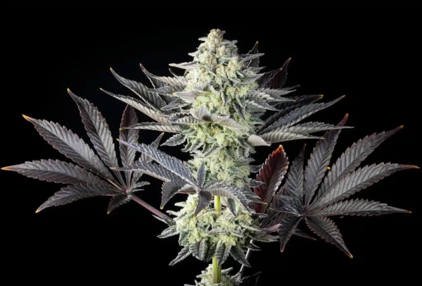 Zoap Rosé - KANNABIA SEED