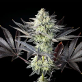 Zoap Rosé - KANNABIA SEED