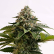 Amnesia Dream XL Auto - KANNABIA SEED