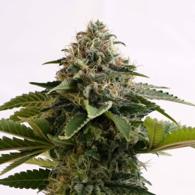 Amnesia Dream XL Auto - KANNABIA SEED