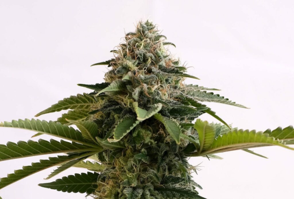 Amnesia Dream XL Auto - KANNABIA SEED