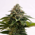 Amnesia Dream XL Auto - KANNABIA SEED