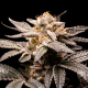 Fancy - R-KIEM SEEDS