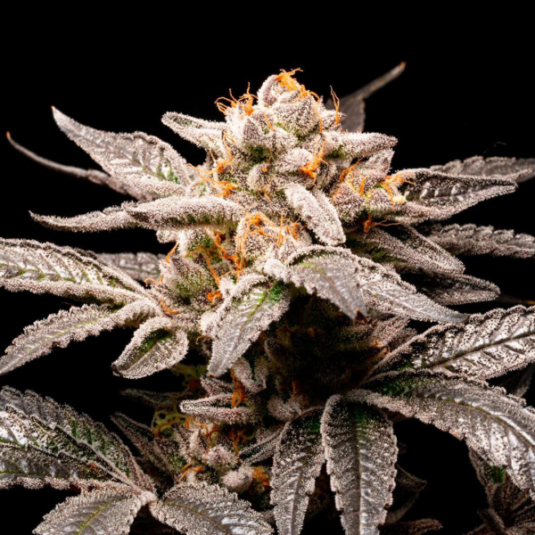 Fancy - R-KIEM SEEDS