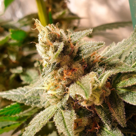 Gala CBD - R-KIEM SEEDS