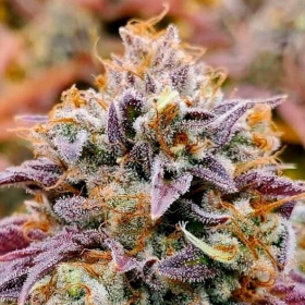 Cumbia “Una Vela” - R-KIEM SEEDS