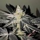 2y2 - R-KIEM SEEDS