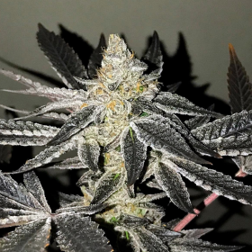 2y2 - R-KIEM SEEDS