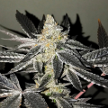 2y2 - R-KIEM SEEDS