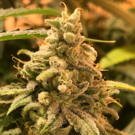 Deadcheese - R-KIEM SEEDS