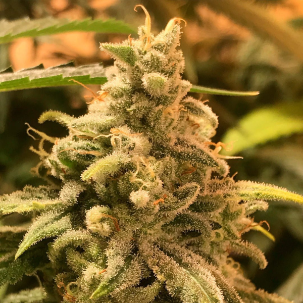 Deadcheese - R-KIEM SEEDS