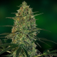 Malana Bomb Auto - BARNEY’S FARM | TanieSianie.pl