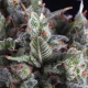 Olympia Auto - PYRAMID SEEDS