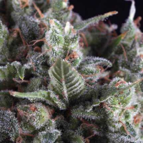 Olympia Auto - PYRAMID SEEDS