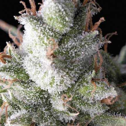 Ramses Auto - PYRAMID SEEDS
