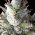 Ramses Auto - PYRAMID SEEDS