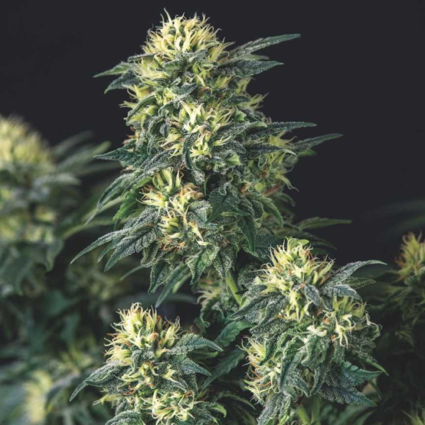 Anesthesia x Runtz - PYRAMID SEEDS