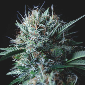 Wembley x Mendocino - PYRAMID SEEDS