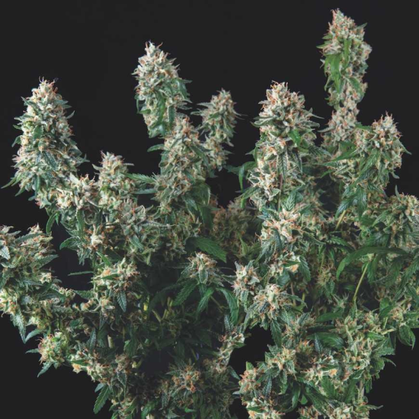 Tutankhamon x Cookies USA - PYRAMID SEEDS
