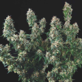 Tutankhamon x Cookies USA - PYRAMID SEEDS