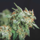 Northern Lights x Runtz - PYRAMID SEEDS