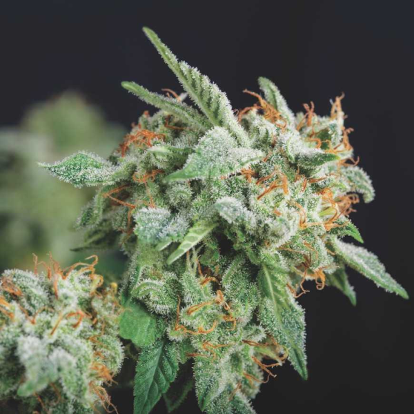 Northern Lights x Runtz - PYRAMID SEEDS