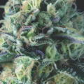 Cookies USA Auto - PYRAMID SEEDS