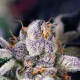 Cookies USA - PYRAMID SEEDS