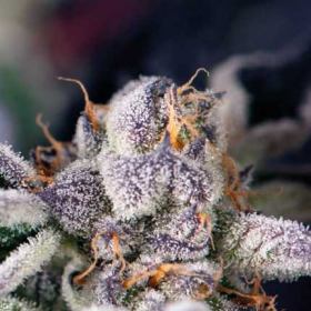 Cookies USA - PYRAMID SEEDS