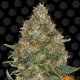 Pineapple Express Auto - BARNEY’S FARM | TanieSianie.pl