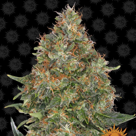 Pineapple Express Auto - BARNEY’S FARM | TanieSianie.pl