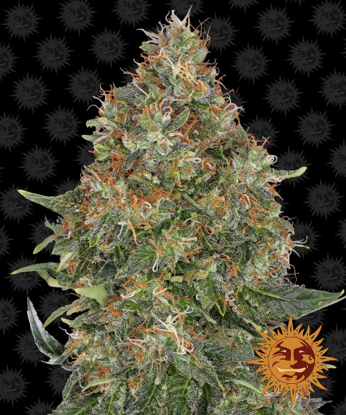 Pineapple Express Auto - BARNEY’S FARM | TanieSianie.pl