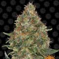 Pineapple Express Auto - BARNEY’S FARM