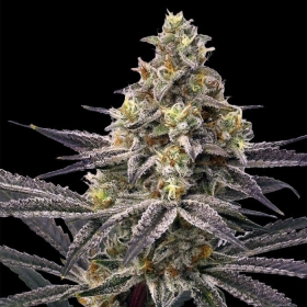Lemon Cherry Gelato