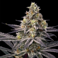 Lemon Cherry Gelato